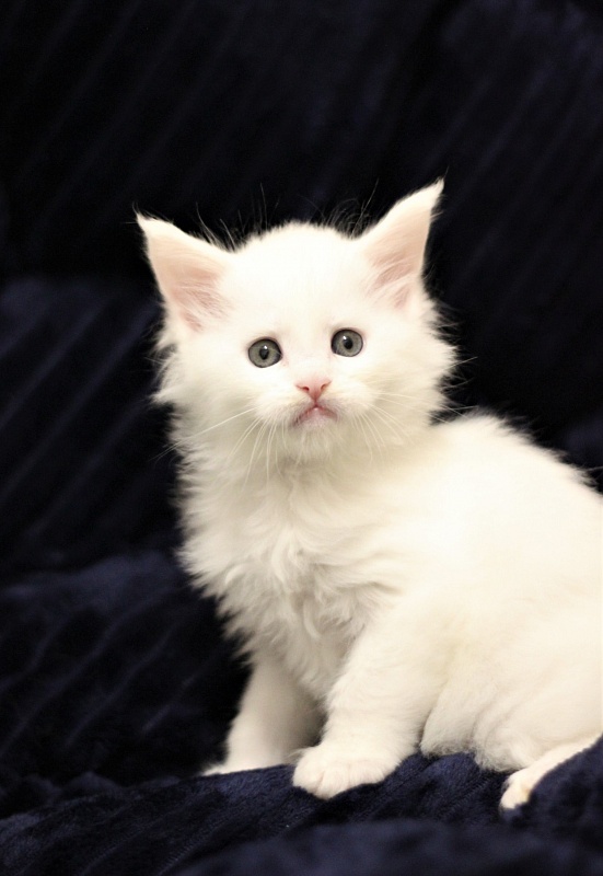 Rossa Monterini*UA - Kitten maine-coon 1 month 1.5 week