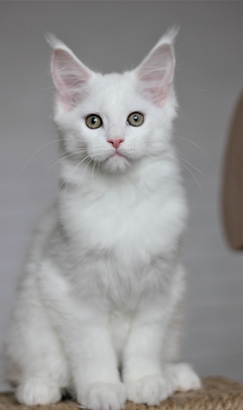 Rossa Monterini*UA - Kitten maine-coon 2 months 3 weeks