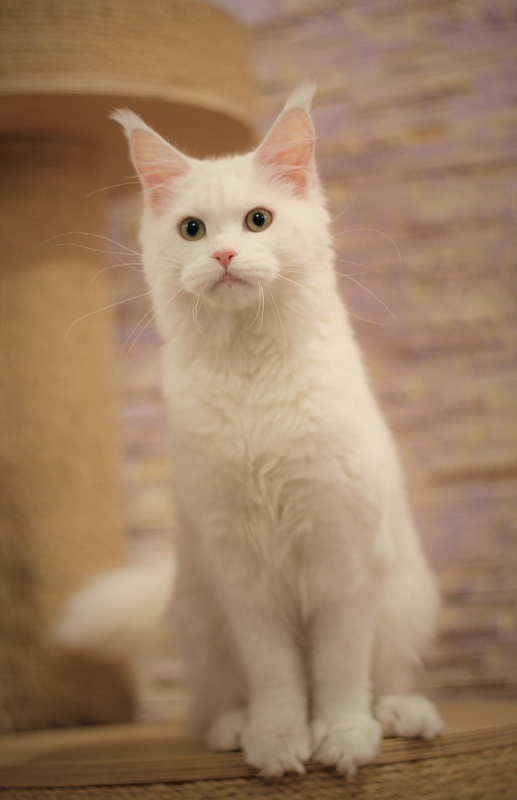 Rossa Monterini*UA - Kitten maine-coon 5 months 2 weeks