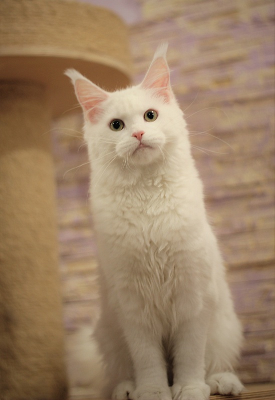 Rossa Monterini*UA - Kitten maine-coon 5 months 2 weeks