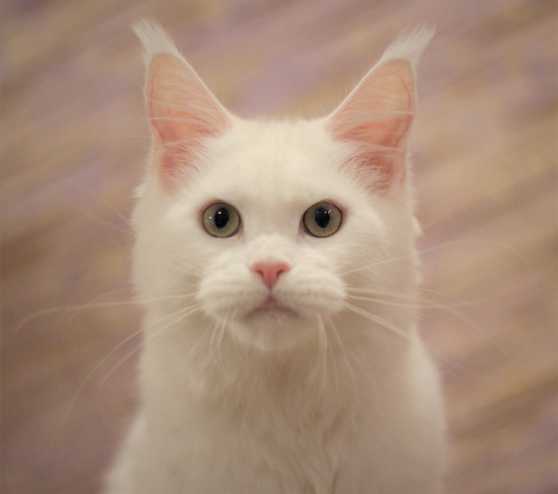 Rossa Monterini*UA - Kitten maine-coon 5 months 2 weeks