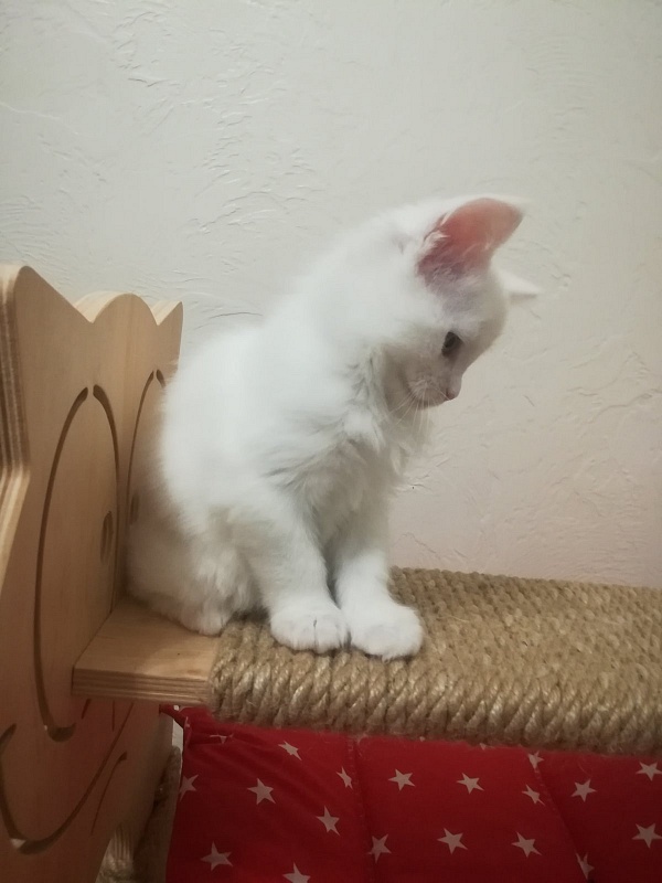 Rossa Monterini*UA - maine-coon