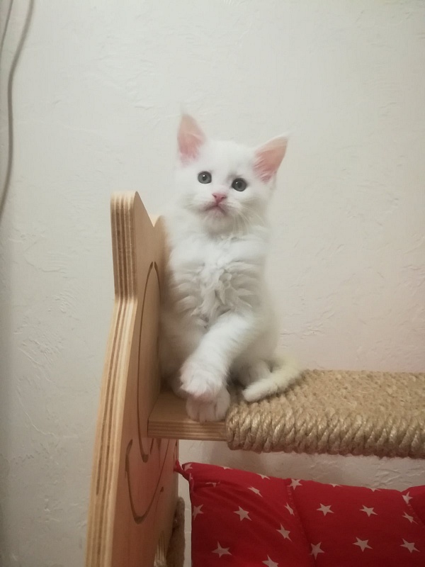 Rossa Monterini*UA - maine-coon