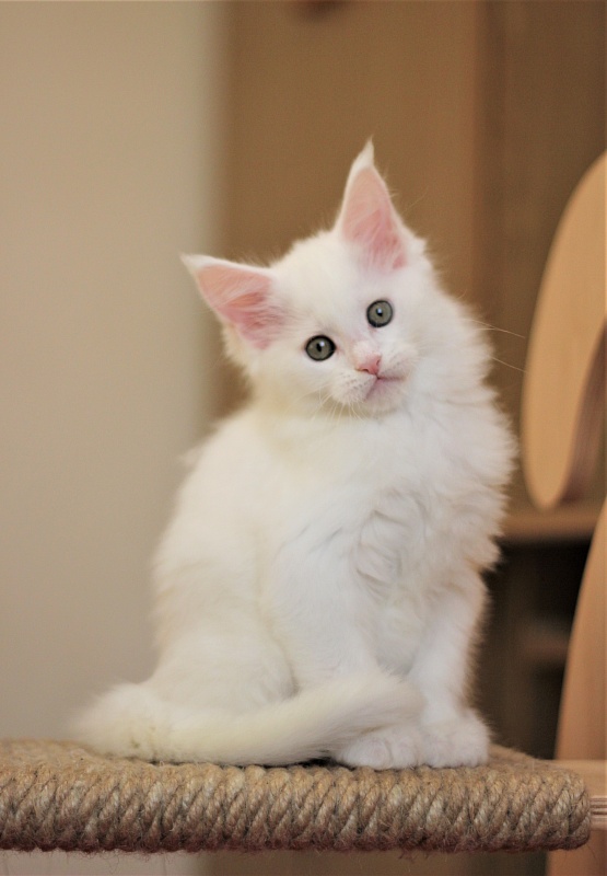 Rossa Monterini*UA - Kitten maine-coon 2 months