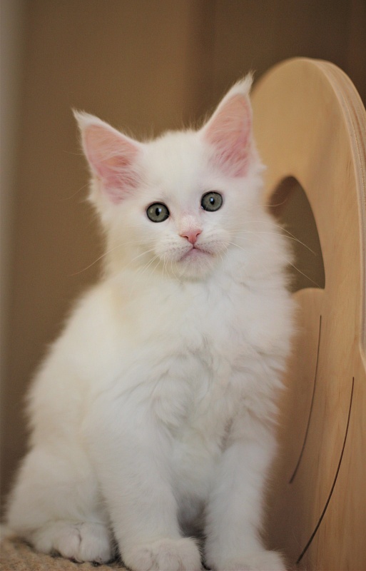 Rossa Monterini*UA - Kitten maine-coon 2 months