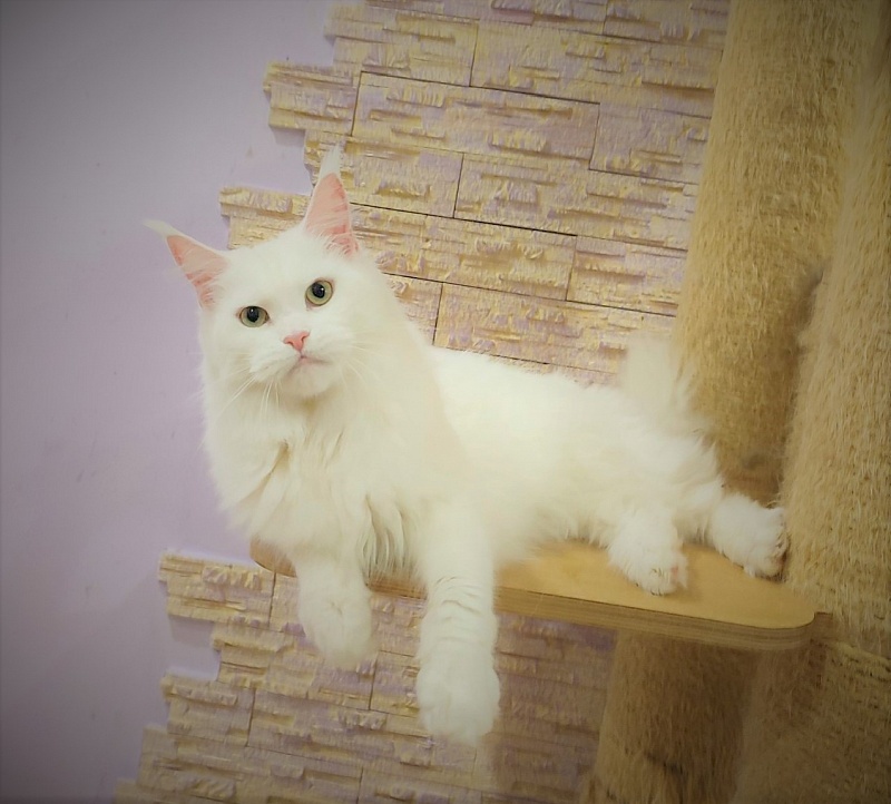 Rossa Monterini*UA - Adult maine-coon 1 year 2 months 2.5 weeks