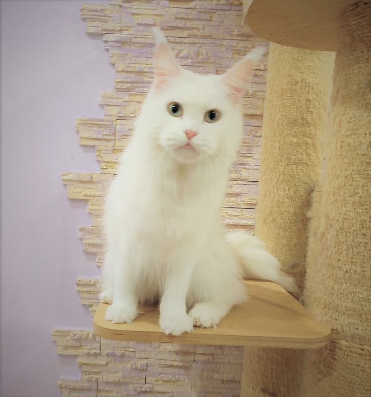 Rossa Monterini*UA - Adult maine-coon 1 year 2 months 2.5 weeks