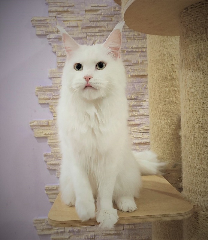 Rossa Monterini*UA - Adult maine-coon 1 year 2 months 2.5 weeks