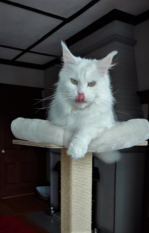 Rossa Monterini*UA - Adult maine-coon 2 years 5 months 0.5 weeks