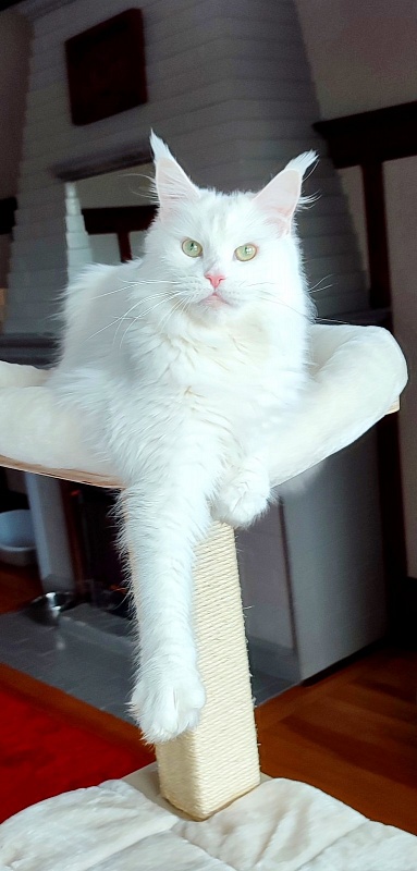 Rossa Monterini*UA - Adult maine-coon 2 years 5 months 0.5 weeks