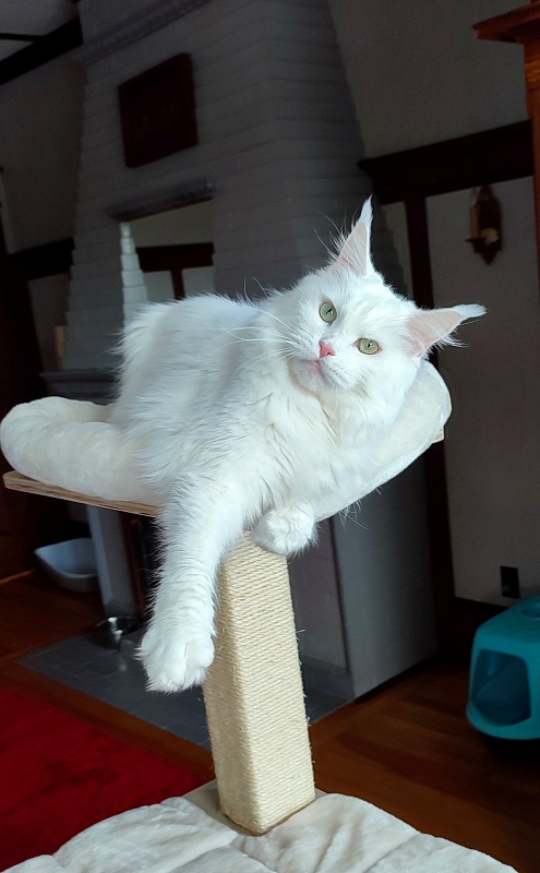 Rossa Monterini*UA - Adult maine-coon 2 years 5 months 0.5 weeks