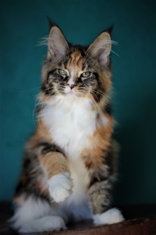 Monterini Sansara - Kitten maine-coon 3 months 4 weeks