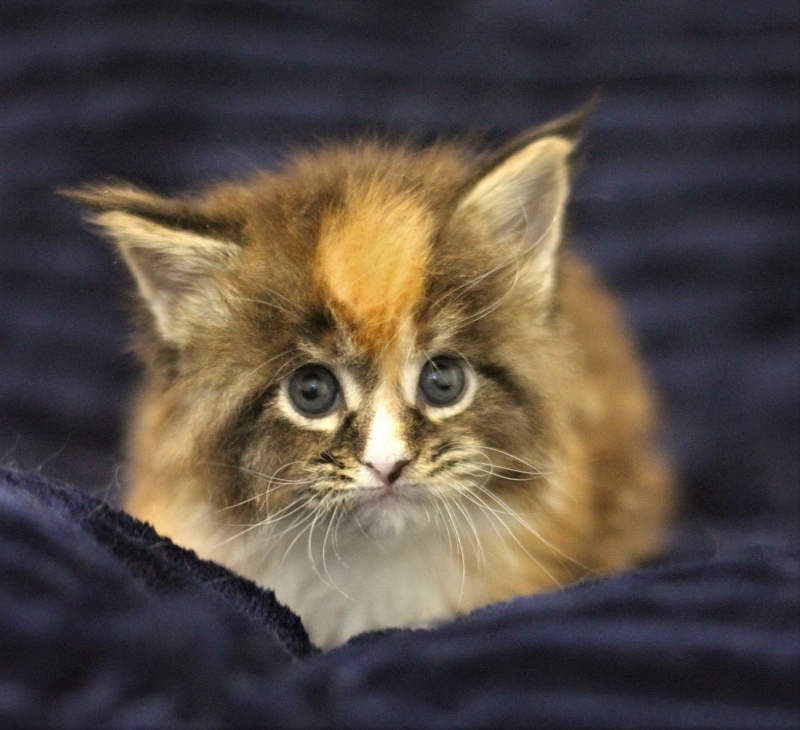 Monterini Sansara - Kitten maine-coon 1 month 0.5 weeks