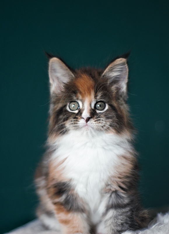 Monterini Sansara - Kitten maine-coon 1 month 4 weeks