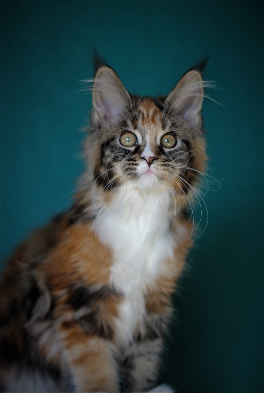 Monterini Sansara - Kitten maine-coon 3 months 4 weeks