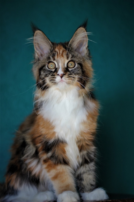 Monterini Sansara - Kitten maine-coon 3 months 4 weeks