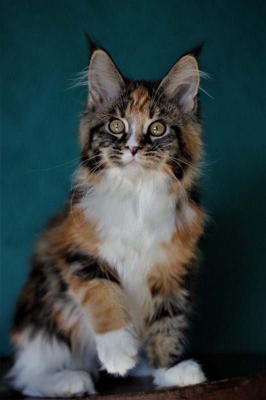 Monterini Sansara - Kitten maine-coon 3 months 4 weeks