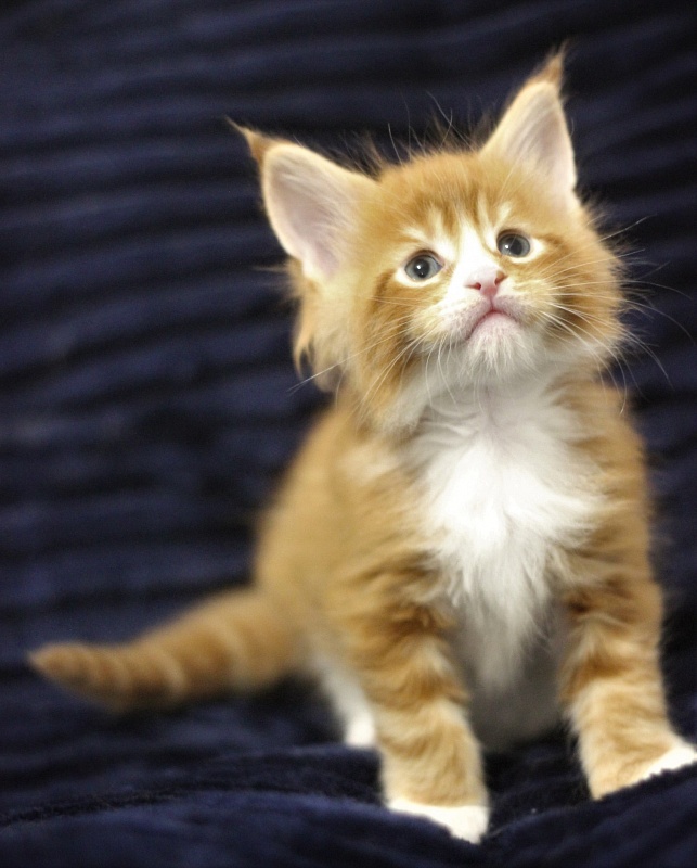 Monterini Ti Rex - Kitten maine-coon 1 month 0.5 weeks