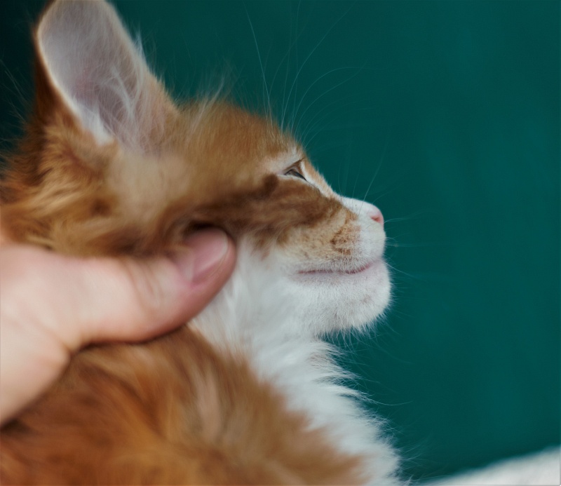 Monterini Ti Rex - Kitten maine-coon 1 month 2.5 weeks
