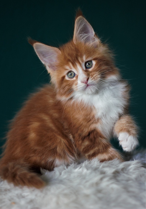 Monterini Ti Rex - Kitten maine-coon 1 month 3.5 weeks