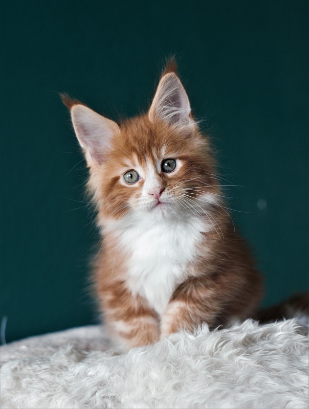 Monterini Ti Rex - Kitten maine-coon 1 month 3.5 weeks