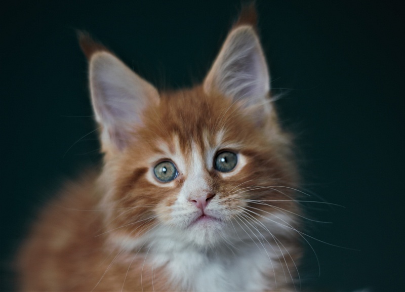 Monterini Ti Rex - Kitten maine-coon 1 month 3.5 weeks