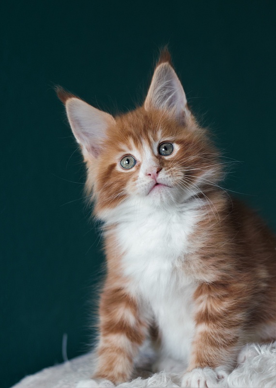 Monterini Ti Rex - Kitten maine-coon 1 month 3.5 weeks