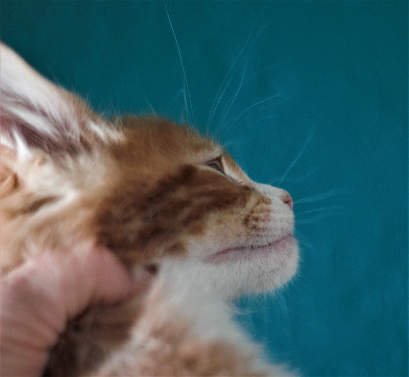 Monterini Ti Rex - Kitten maine-coon 1 month 3.5 weeks