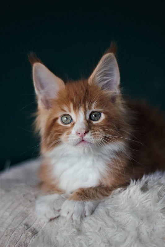 Monterini Ti Rex - Kitten maine-coon 1 month 3.5 weeks