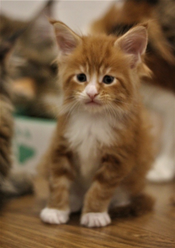 Monterini Ti Rex - Kitten maine-coon 1 month 0.5 weeks