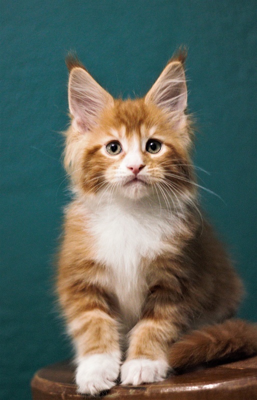 Monterini Ti Rex - Kitten maine-coon 2 months