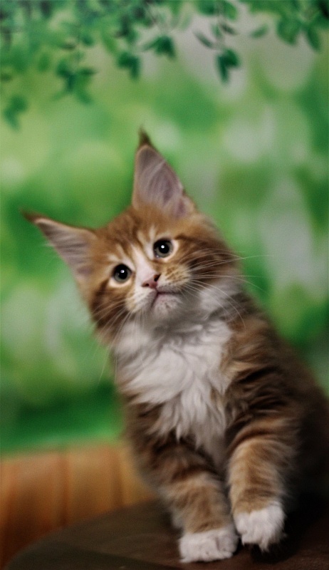 Monterini Ti Rex - Kitten maine-coon 2 months 0.5 weeks