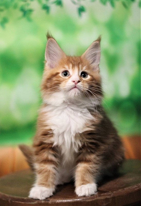 Monterini Ti Rex - Kitten maine-coon 2 months 0.5 weeks