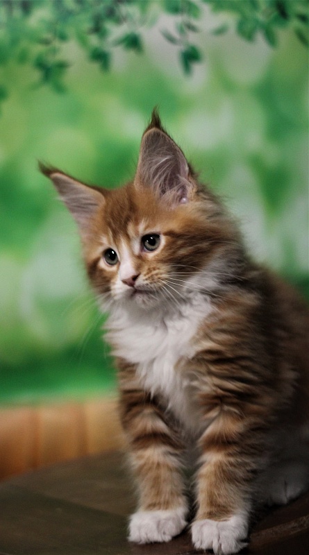 Monterini Ti Rex - Kitten maine-coon 2 months 0.5 weeks