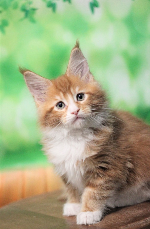 Monterini Ti Rex - Kitten maine-coon 2 months 0.5 weeks