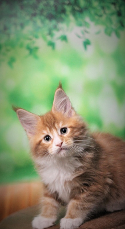 Monterini Ti Rex - Kitten maine-coon 2 months 0.5 weeks