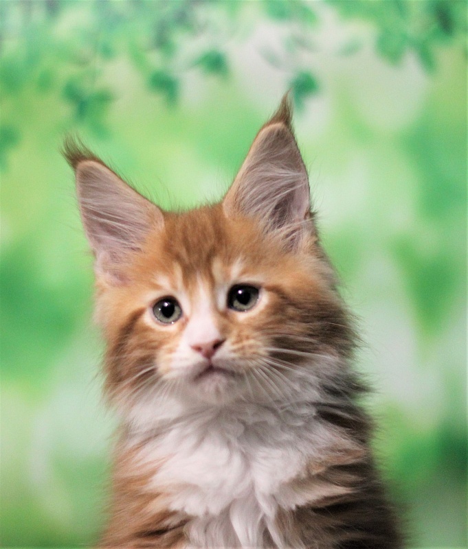 Monterini Ti Rex - Kitten maine-coon 2 months 0.5 weeks