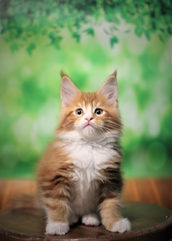 Monterini Ti Rex - Kitten maine-coon 2 months 0.5 weeks