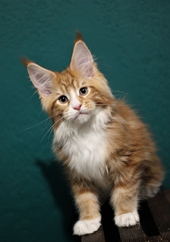 Monterini Ti Rex - Kitten maine-coon 2 months 3 weeks