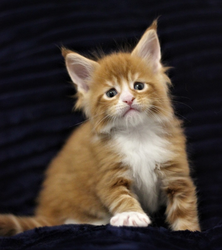 Monterini Ti Rex - Kitten maine-coon 1 month 0.5 weeks