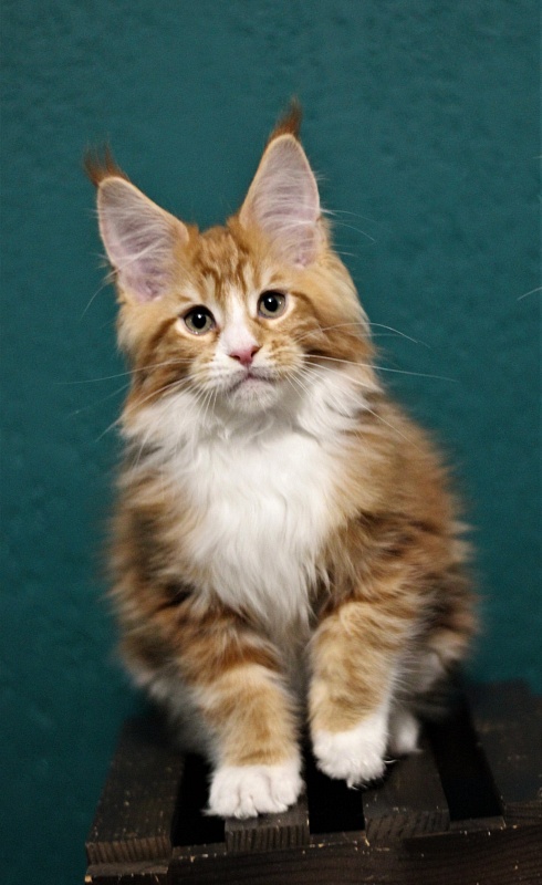 Monterini Ti Rex - Kitten maine-coon 2 months 3 weeks