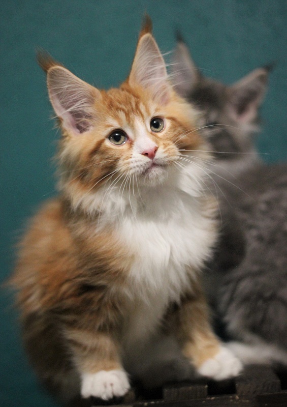 Monterini Ti Rex - Kitten maine-coon 2 months 3 weeks