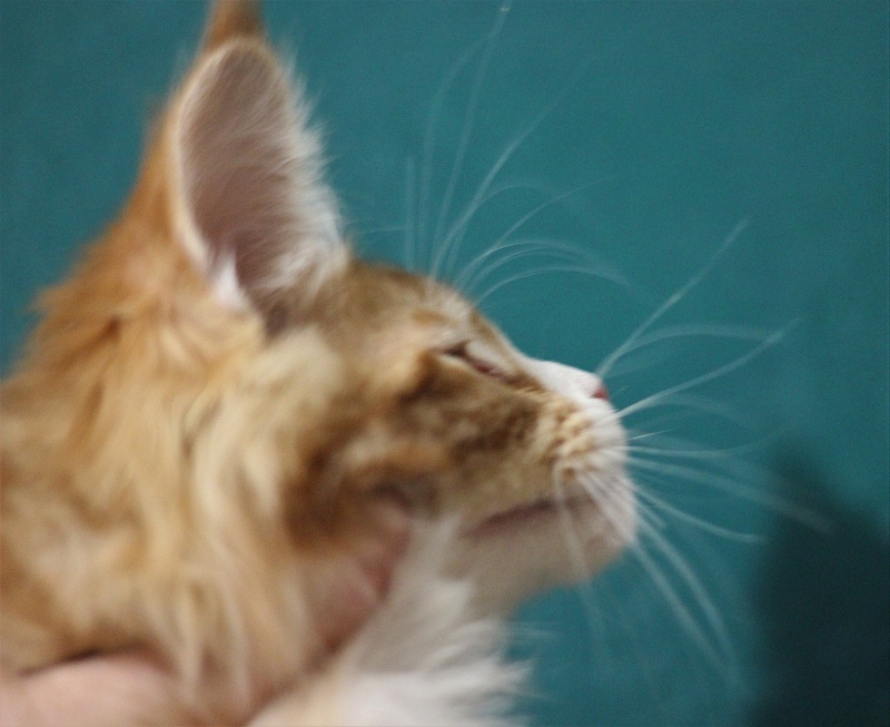 Monterini Ti Rex - Kitten maine-coon 2 months 3 weeks