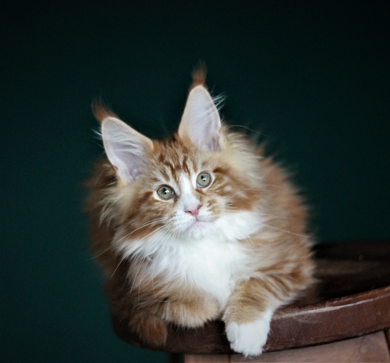 Monterini Ti Rex - Kitten maine-coon 2 months 4 weeks