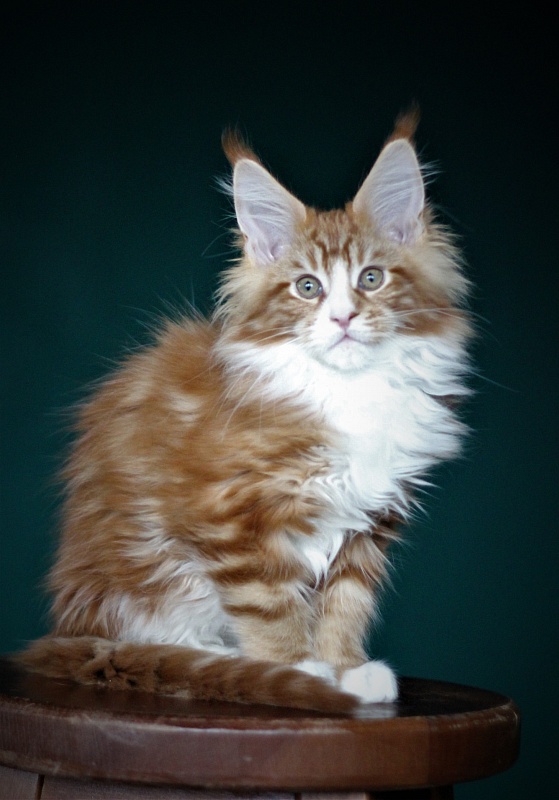 Monterini Ti Rex - Kitten maine-coon 2 months 4 weeks