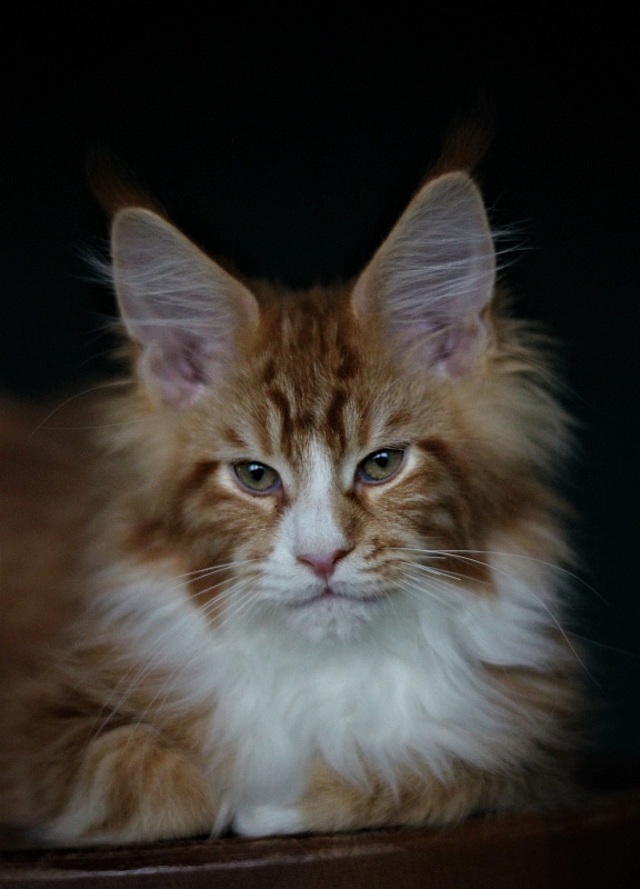 Monterini Ti Rex - Kitten maine-coon 2 months 4 weeks