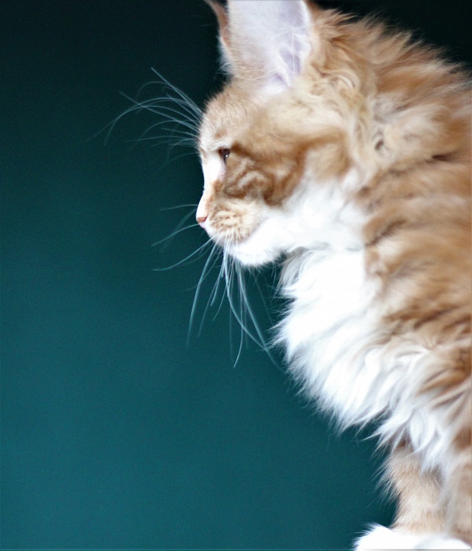 Monterini Ti Rex - Kitten maine-coon 2 months 4 weeks