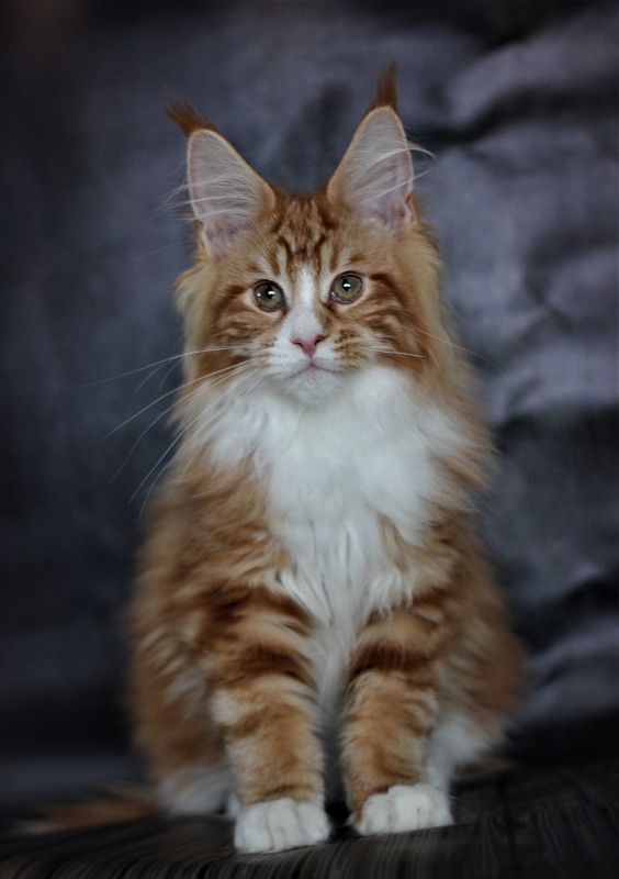 Monterini Ti Rex - Kitten maine-coon 3 months 3.5 weeks
