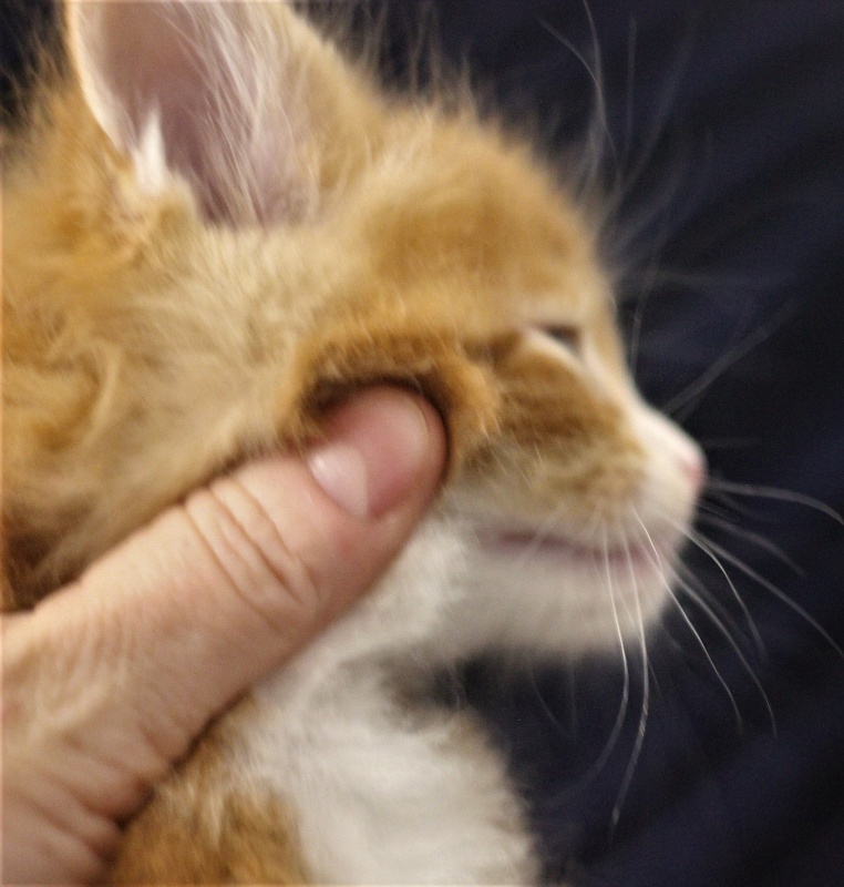 Monterini Ti Rex - Kitten maine-coon 1 month 0.5 weeks