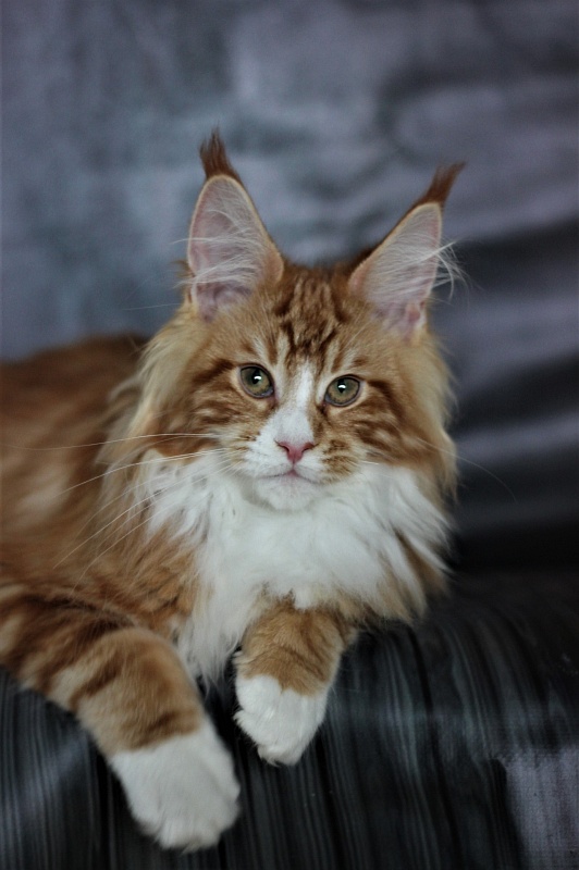 Monterini Ti Rex - Kitten maine-coon 3 months 3.5 weeks